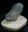 Free Standing Reedops Trilobite - Inches #1599-1